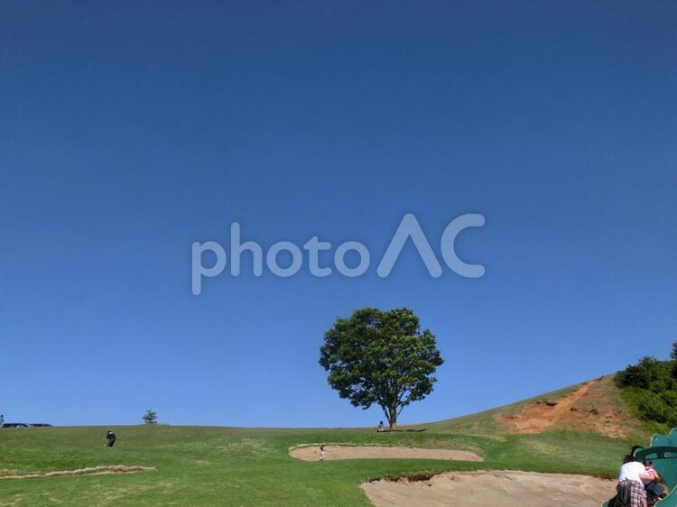 青空と木 青空,木,晴れの写真素材