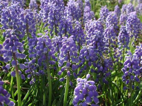 ムスカリ・Grape hyacinthの写真