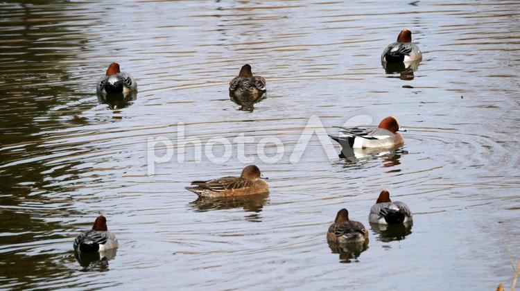 親水池を優雅に舞う冬の使者ヒドリガモ ヒドリガモ,鴨,渡り鳥の写真素材