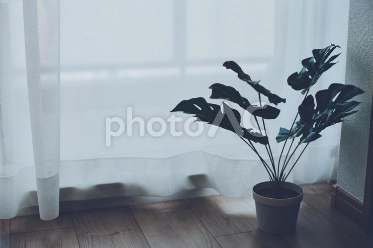暗い室内に置かれた観葉植物 家,カーテン,窓の写真素材