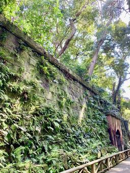 苔生した石壁 猿島,無人島,苔の写真素材
