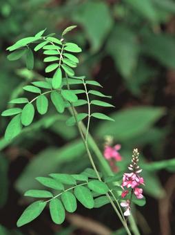 Photo, komatsuna, flower, horse series, 