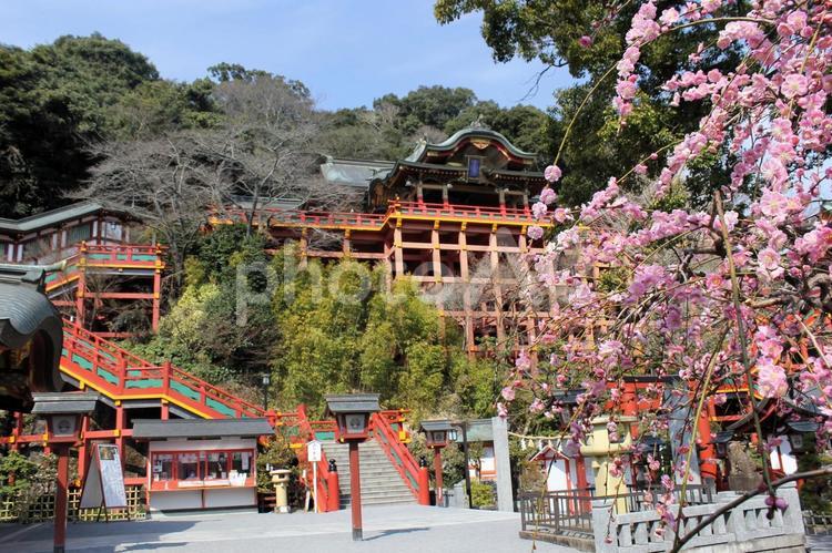 佐賀県鹿島市の祐徳稲荷神社、梅の季節 祐徳稲荷神社,梅,紅梅の写真素材