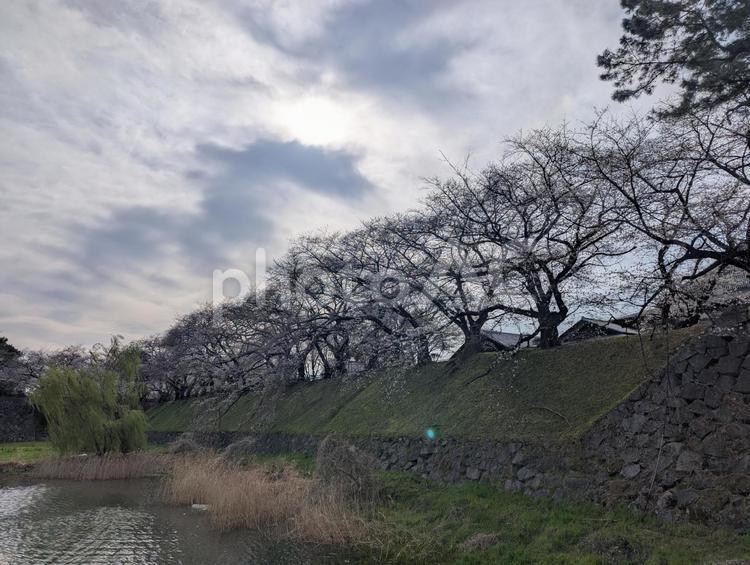 名古屋城の桜とお堀 桜,花,春の写真素材