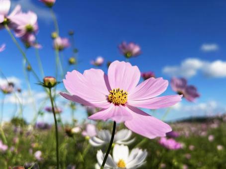 青空とコスモスのアップの写真
