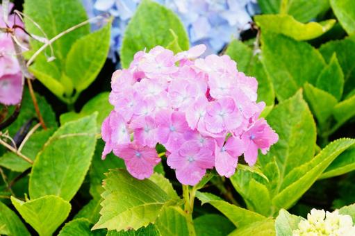 アジサイの花 アジサイの花の写真