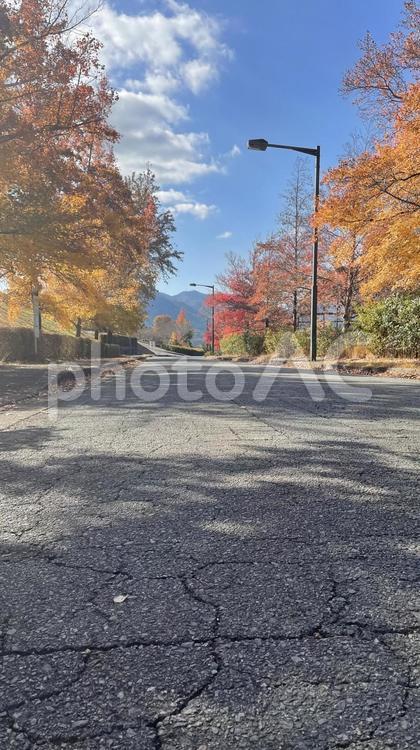 秋のポプラ並木③ ポプラ,楓,紅葉の写真素材