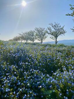 Nemophila, JPG