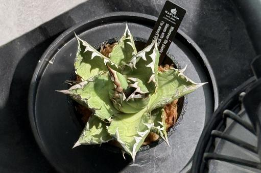 植物シリーズ 植物シリーズの写真