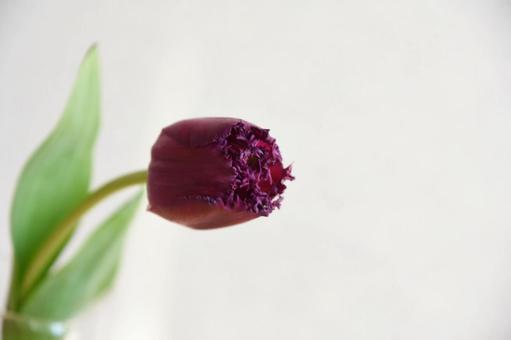 赤紫のチューリップの写真