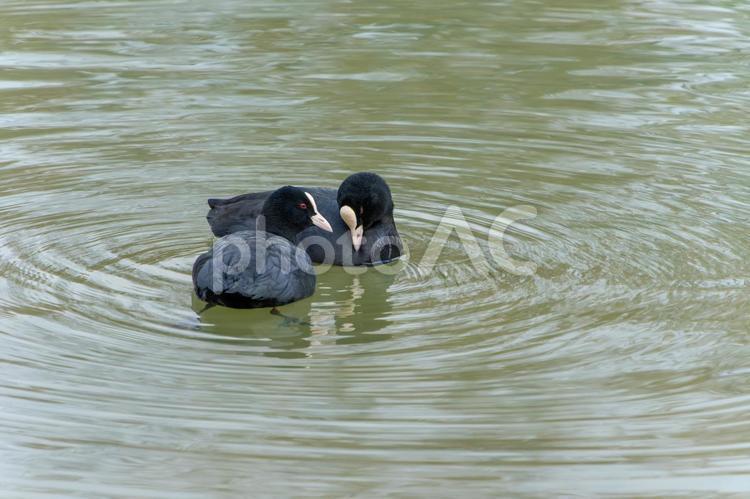 仲睦まじいオオバンのペア オオバン,鳥,水辺の写真素材