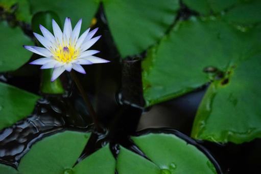静かな池に咲く白い睡蓮の美 静かな池に咲く白い睡蓮の美 睡蓮,池,花の写真素材