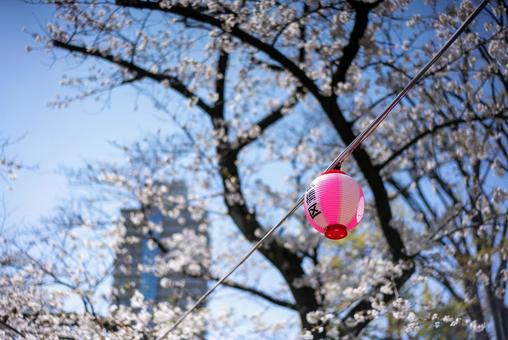 桜とピンク提灯の春景色の写真