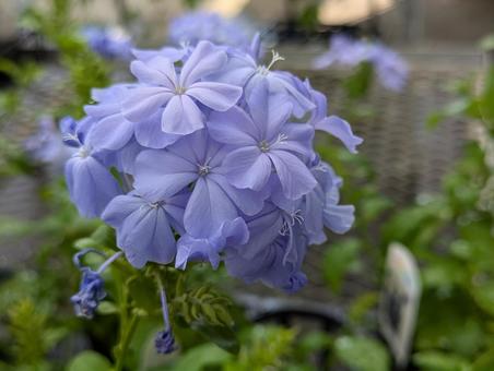 青いルリマツリの花 青いルリマツリの花の写真
