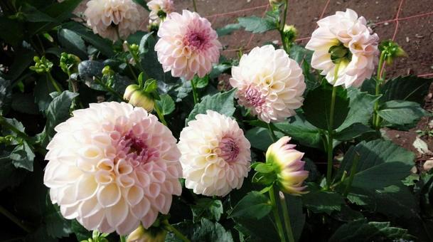 花 花 写真,花,旅行の写真素材
