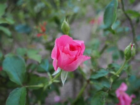 バラ園にて綺麗な薔薇を撮影しました バラ園にて綺麗な薔薇を撮影しましたの写真