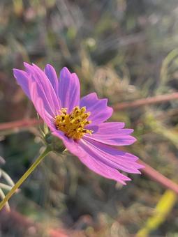 河原に咲くピンク色のコスモス 河原に咲くピンク色のコスモス 花,コスモス,花びらの写真素材