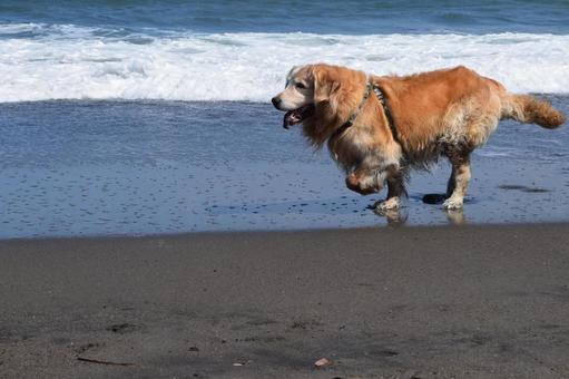 ゴールデンレトリーバー ゴールデンレトリーバー ゴールデンレトリーバー,犬,海の写真素材