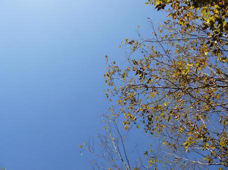 青空と紅葉 紅葉,秋,青空の写真素材