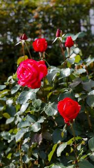 【花の写真】ばらの花 rose,植物,園芸の写真素材