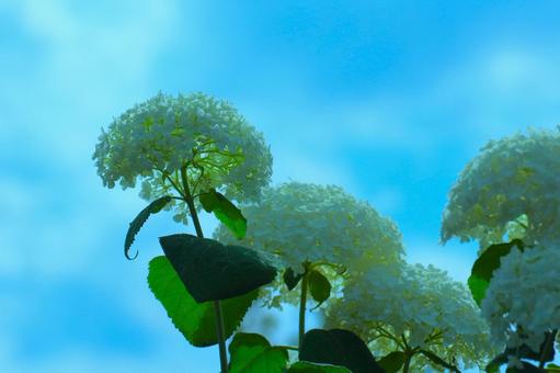 花模様₋アジサイ‐明るいイメージの写真