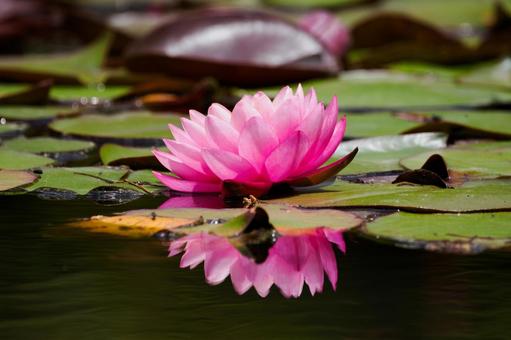 Photo, early summer, flower, water lily, 