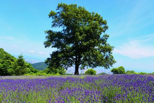 ラベンダー畑と木 ラベンダー畑と木 紫,花,青の写真素材