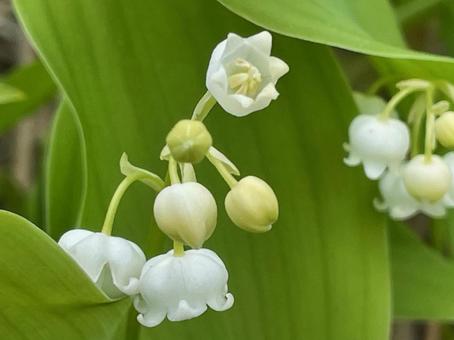 Lily of the valley, JPG Lily of the valley, JPG