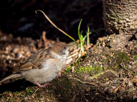 地面を歩くスズメ 地面を歩くスズメ スズメ,雀,鳥の写真素材