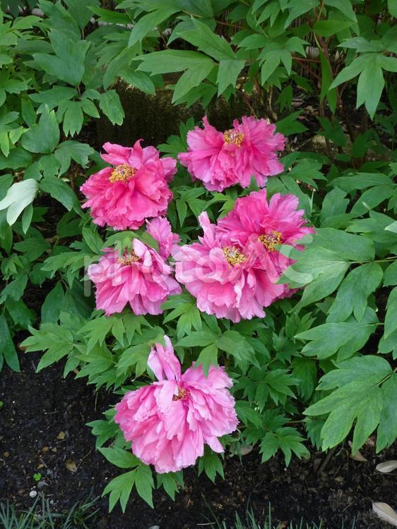 鎌倉の鶴岡八幡宮ぼたん園その８ ぼたん,花,植物の写真素材