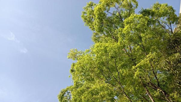風に吹かれて 青空,森,風景の写真素材