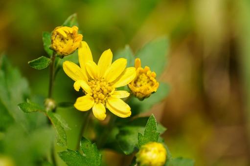 咲き始めた菊の花 花,植物,黄色の写真素材