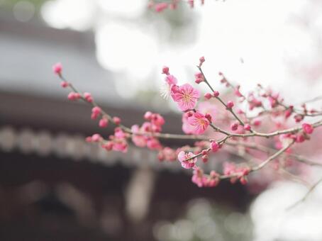 梅の花のクローズアップ　春の背景素材 梅,梅の花,自然の写真素材
