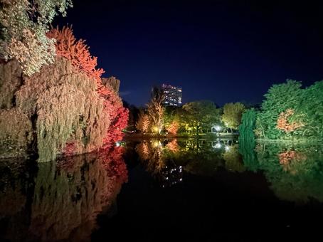 中島公園の夜景シリーズ03 中島公園の夜景シリーズ03の写真