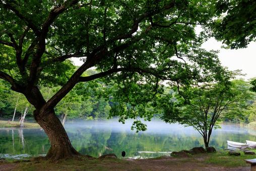 鳥沼公園 鳥沼公園 鳥沼公園,鳥沼,ボートの写真素材