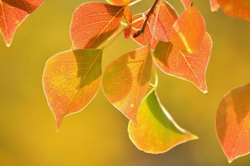 紅葉するナンキンハゼの写真