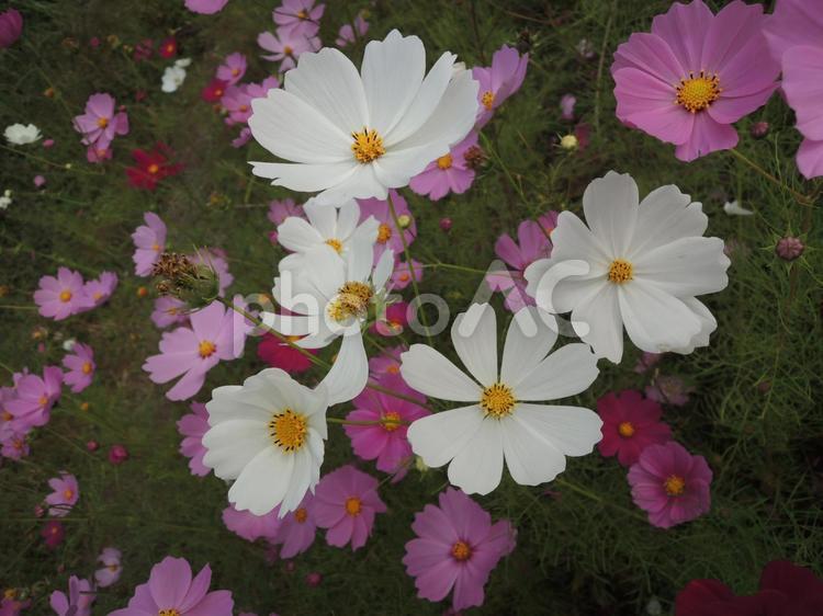 コスモス コスモス,秋桜,白の写真素材