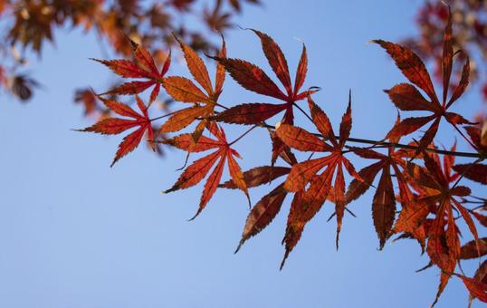 照片, 秋季十歲上下, 風景, 自然, 