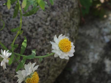 花かんざし 花かんざしの写真
