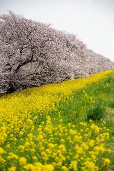 桜並木と菜の花畑の春景色 桜,菜の花,春の写真素材