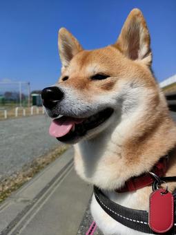 お散歩が楽しくて笑顔の柴犬です! お散歩が楽しくて笑顔の柴犬です!の写真