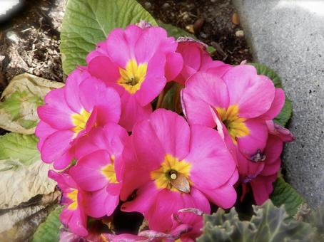 花 花の写真