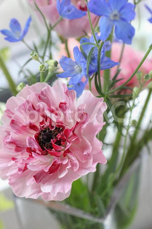 ピンクのアネモネ 花,アネモネ,春の写真素材