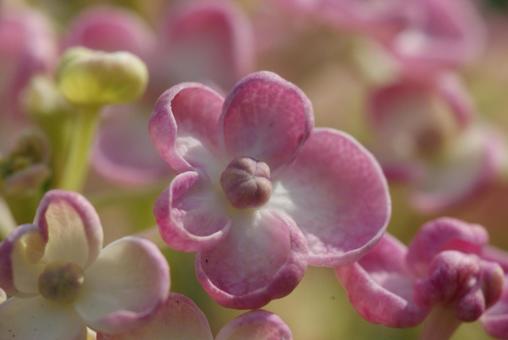 Hydrangea mumbur, JPG Hydrangea mumbur, JPG