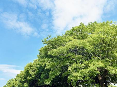 Green leafy trees and blue sky, JPG Green leafy trees and blue sky, JPG