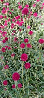 Photo, natural, flower, azumi, 