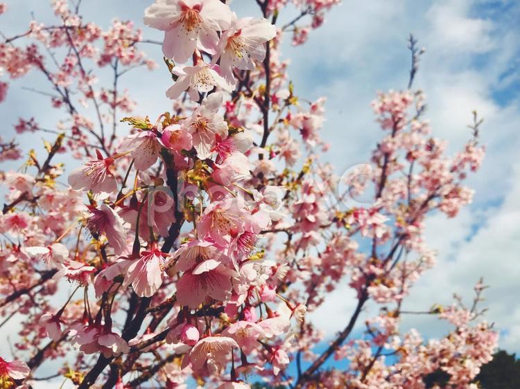 4月の桜と空 桜,春,草木の写真素材