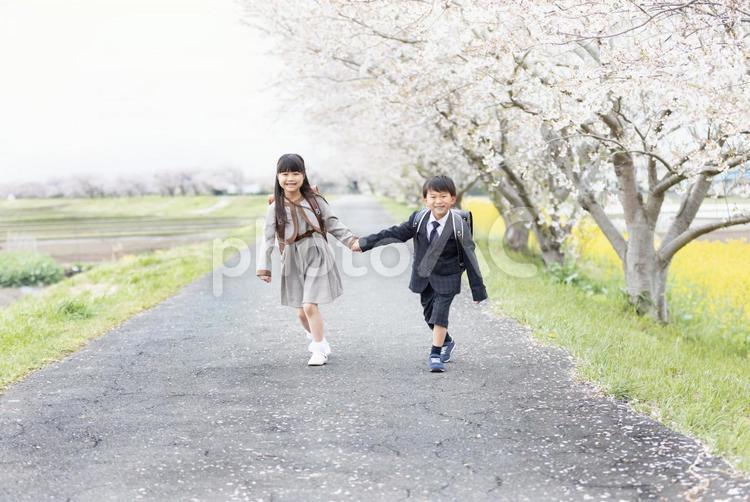 入学式イメージ　新一年生 入学式,小学生,女性の写真素材