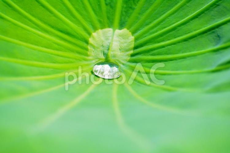 蓮の葉っぱの水滴 蓮の葉っぱ,葉っぱ,水滴の写真素材