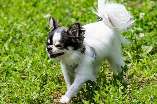 とっても甘えん坊なチワワ ちわわ,チワワ,犬の写真素材